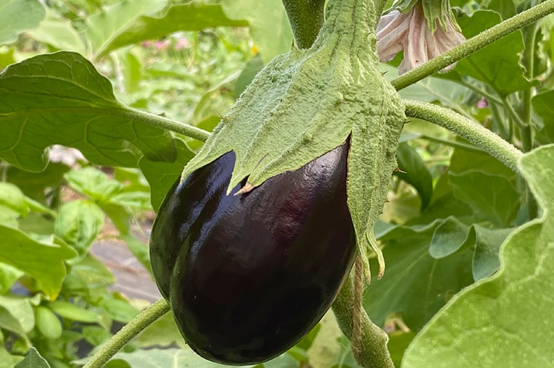 Aubergine