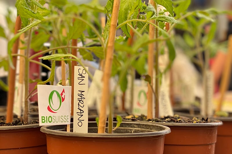 Biohof Setzlingsmarkt 2