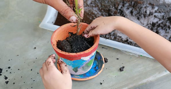 Pflanzen oder Setzlinge im Topf ziehen mit Kindern