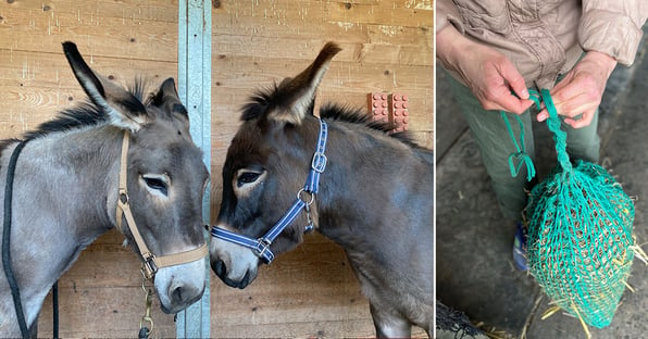 Tiere haben eine besondere Fähigkeit, Menschen zu beruhigen, zu motivieren, Stress abzubauen und Struktur in den Alltag zu bringen.