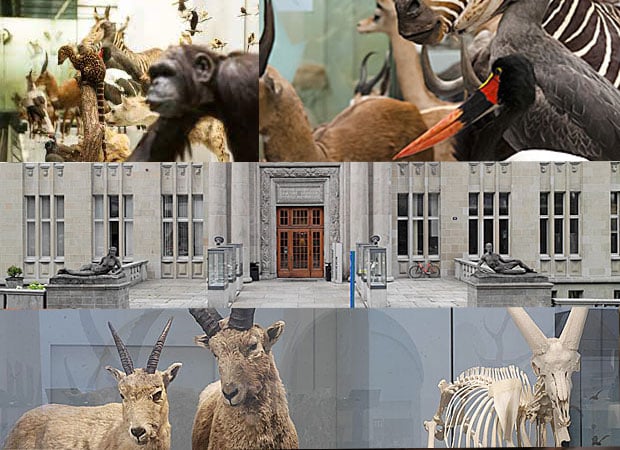 Zoologisches-Museum