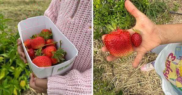 Ausflug und Ernte auf dem Erdbeerfeld, Kinder füllen ihren Korb mit kleinen und grossen Erdbeeren