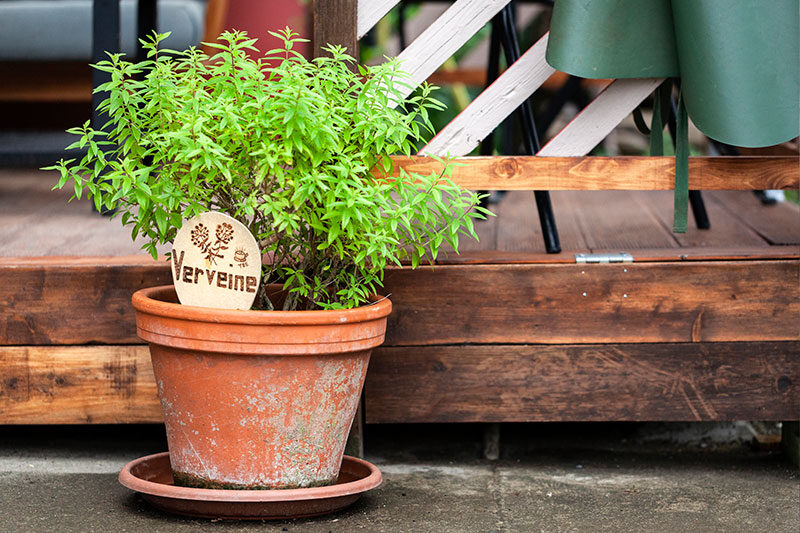 Verveine