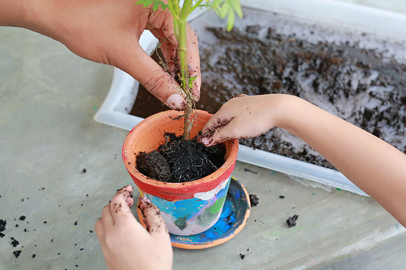 Pflanzenprojekte-für-Kinder