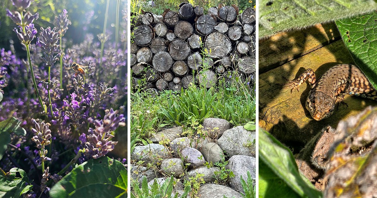 Biodiversität auf dem Arche Biohof. Zu sehen eine Biene auf dem Lavendel und eine neugierige Eidechse.